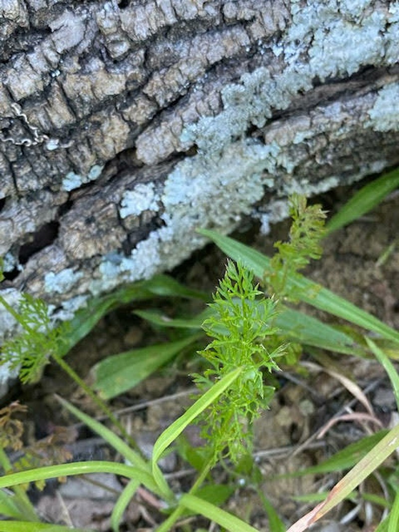 Dogfennel photo 4
