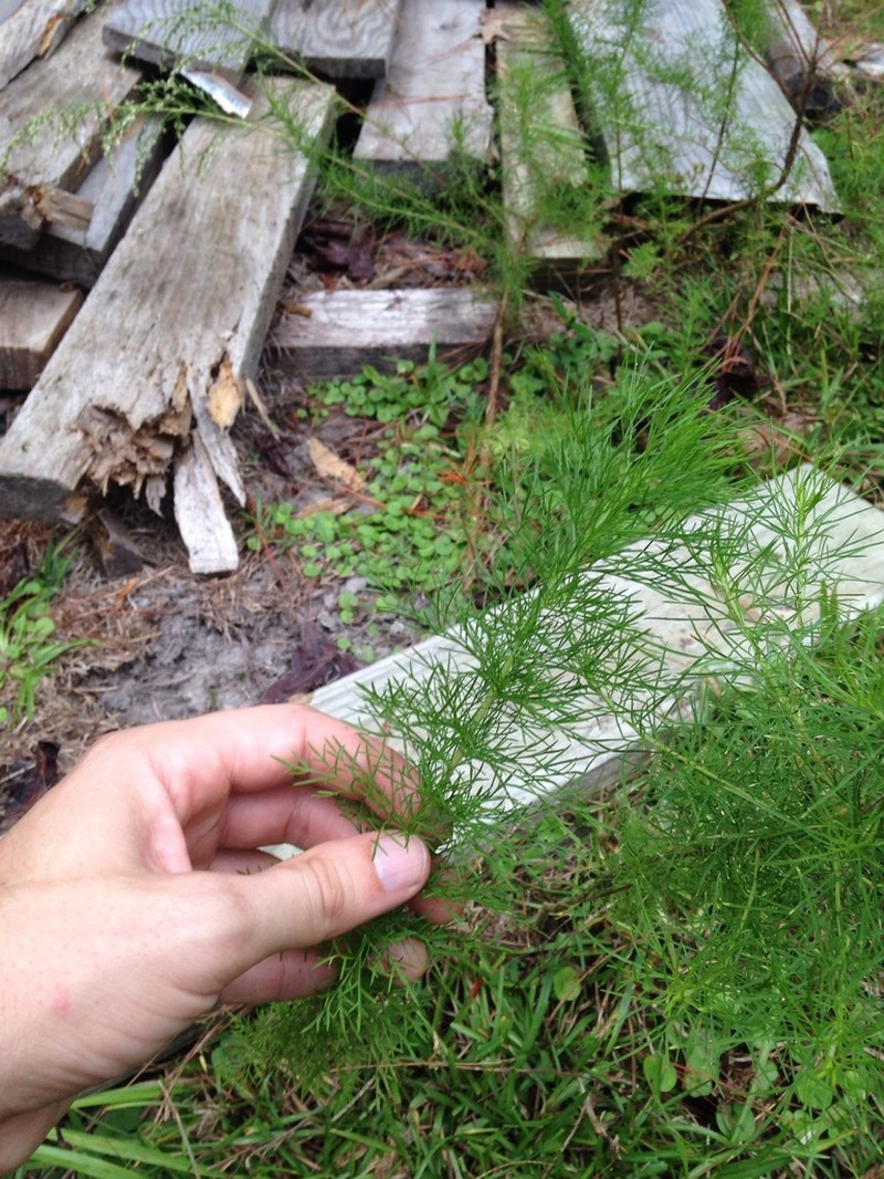 Dogfennel photo 5