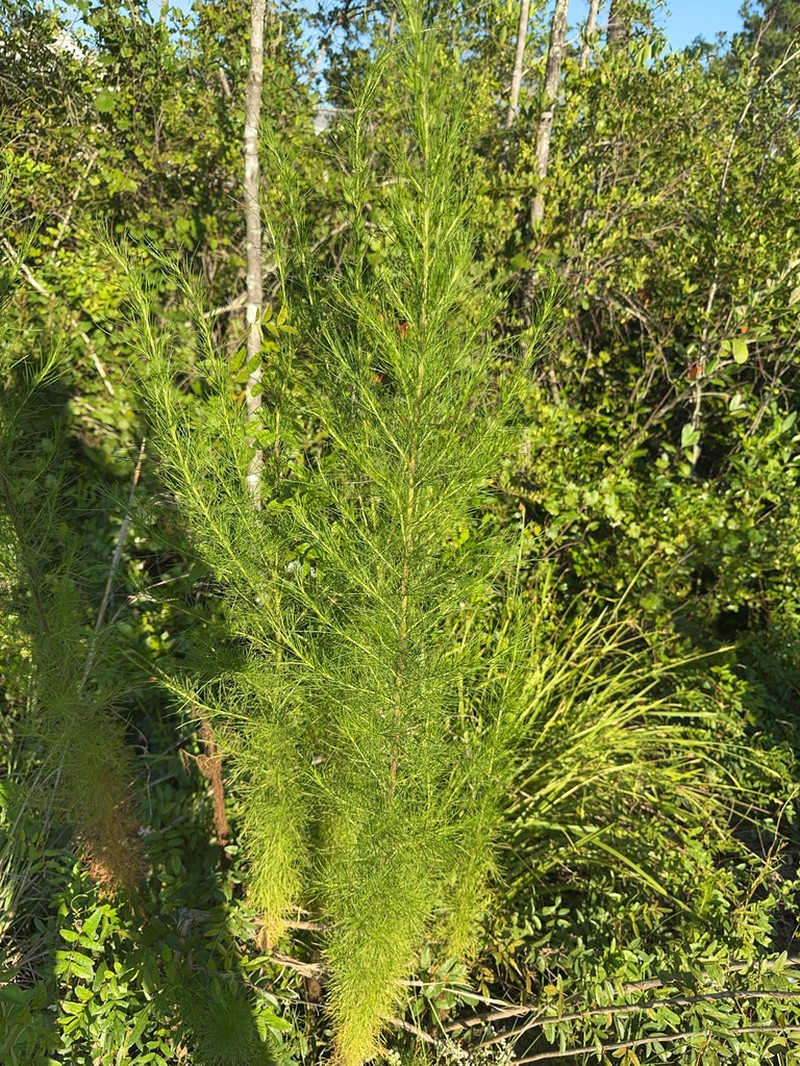 Dogfennel photo 6