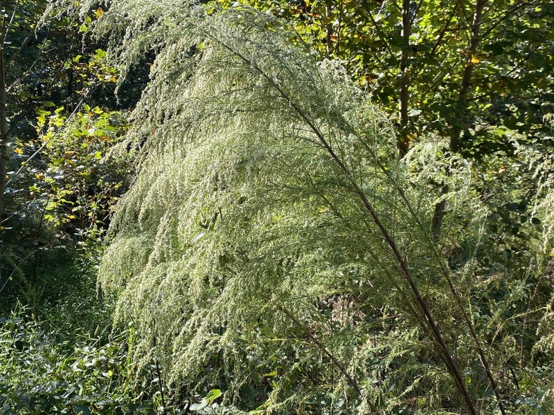 Dogfennel photo 7