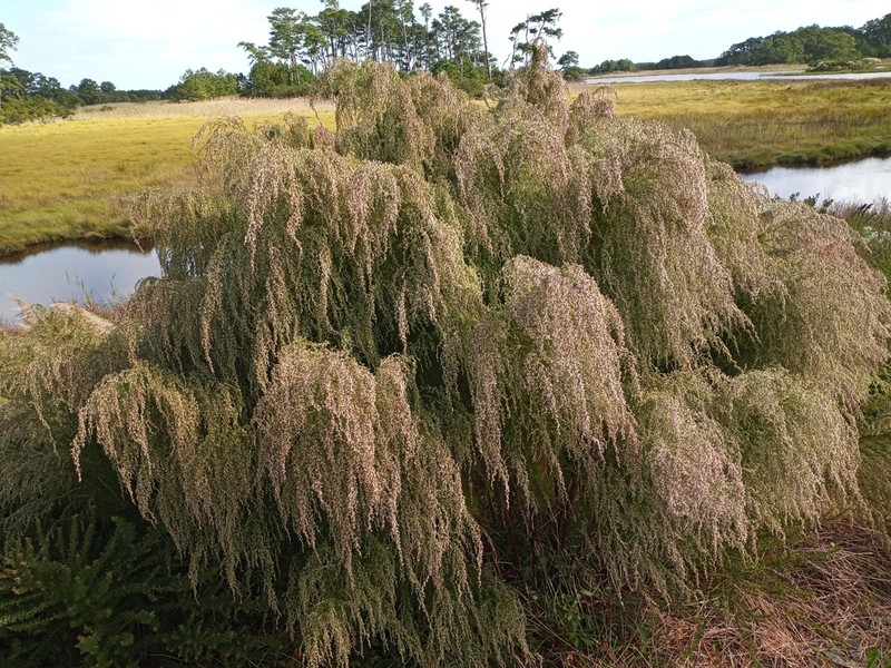 Dogfennel photo 8
