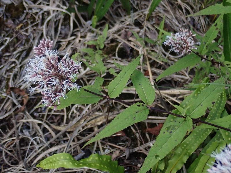 Eupatorium chinense photo 2