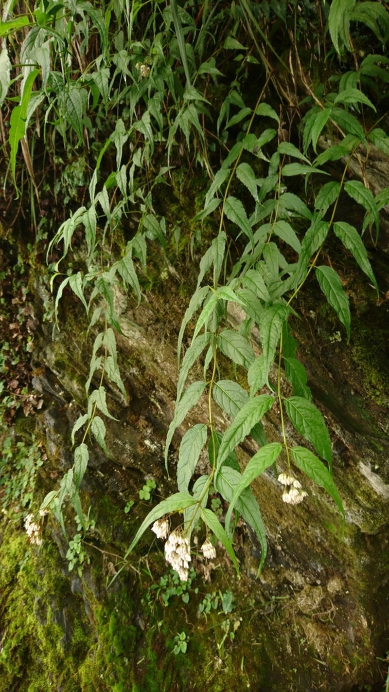 Eupatorium chinense photo 3