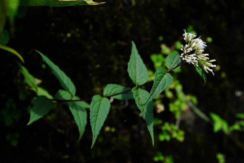 Eupatorium chinense photo 4