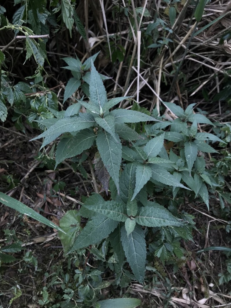 Eupatorium chinense photo 5