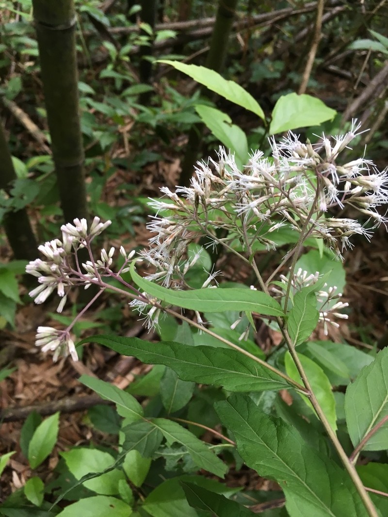 Eupatorium chinense photo 6