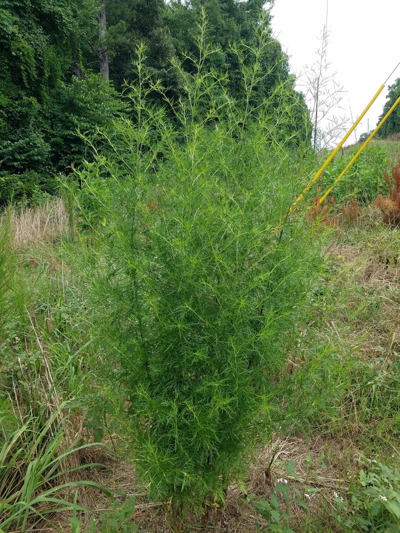 Yankeeweed