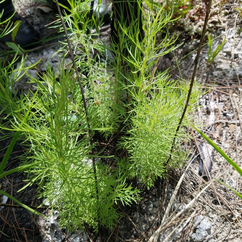 Yankeeweed photo 2