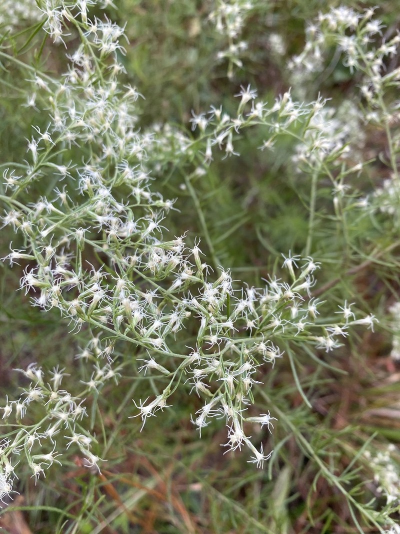 Yankeeweed photo 3