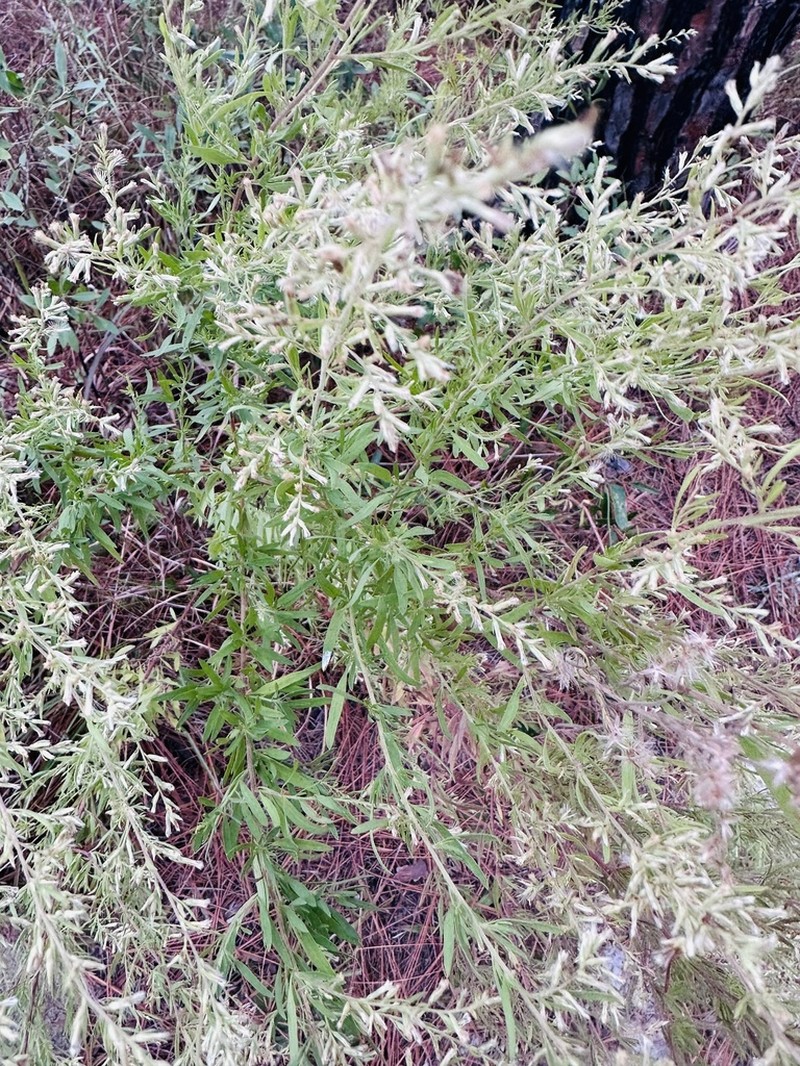 Yankeeweed photo 4
