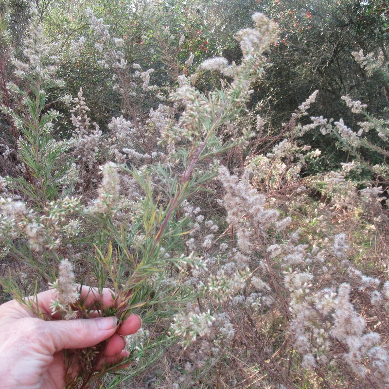 Yankeeweed photo 5