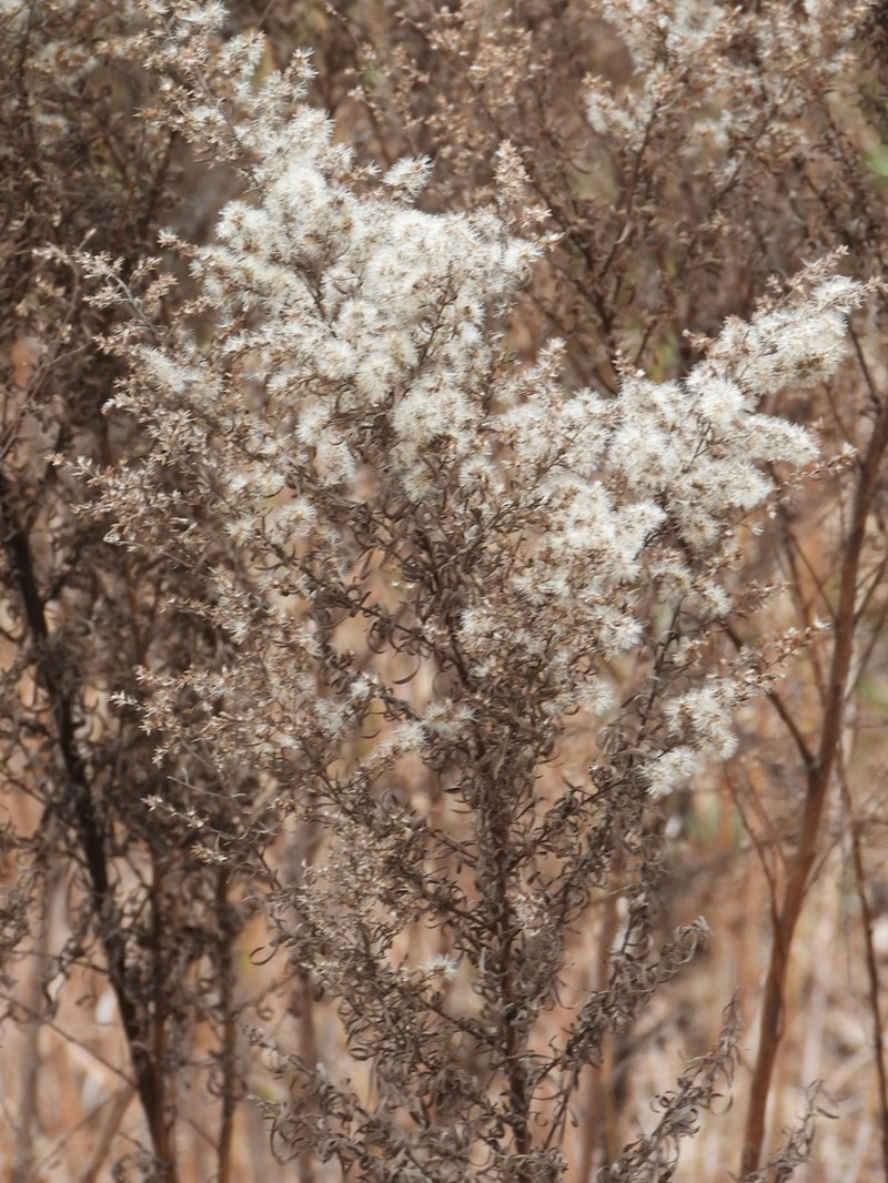 Yankeeweed photo 6