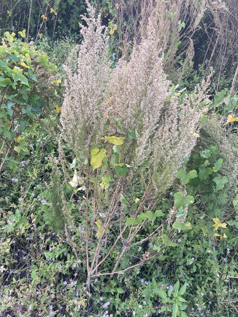 Yankeeweed photo 7