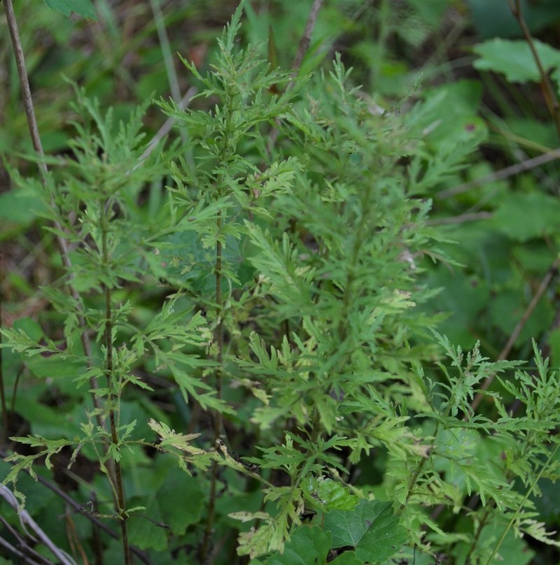Yankeeweed photo 8