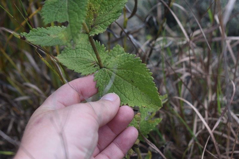 Eupatorium cordigerum photo 3