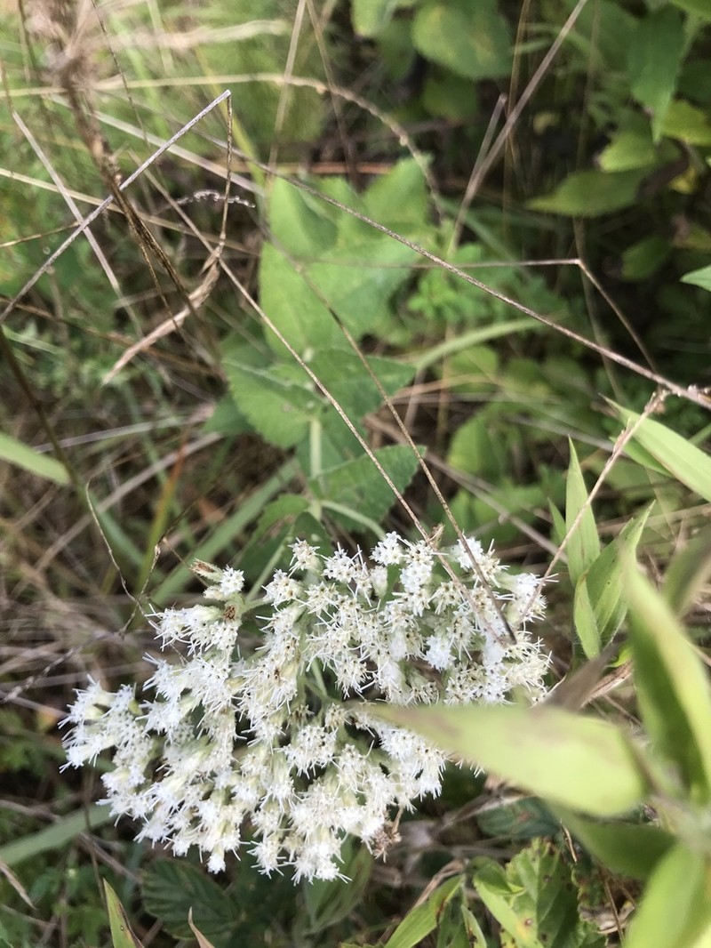 Eupatorium cordigerum photo 4