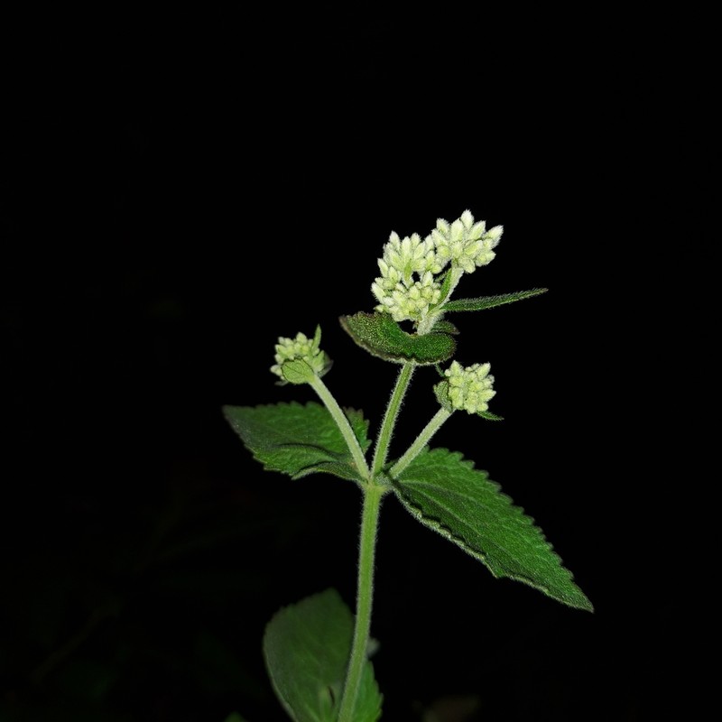 Eupatorium cordigerum photo 5
