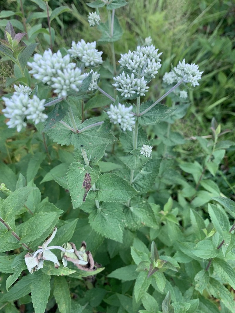 Eupatorium cordigerum photo 6