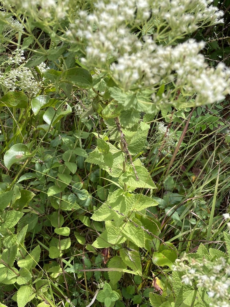 Eupatorium cordigerum photo 7
