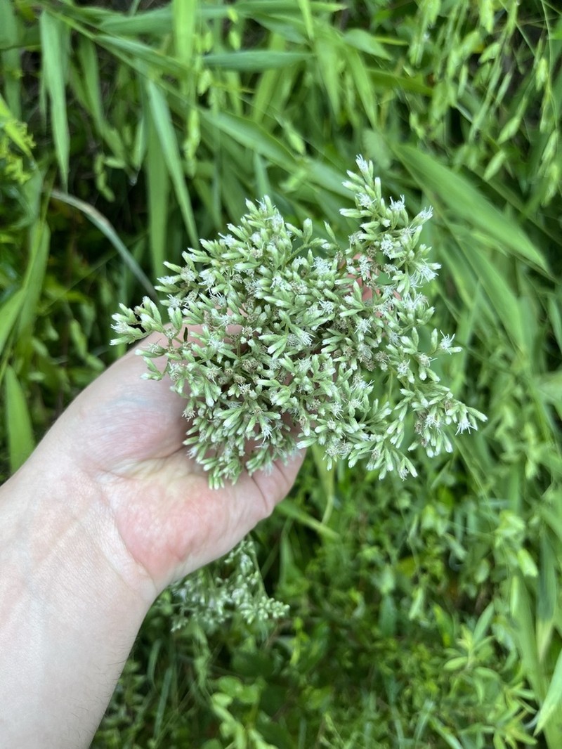Eupatorium cordigerum photo 8