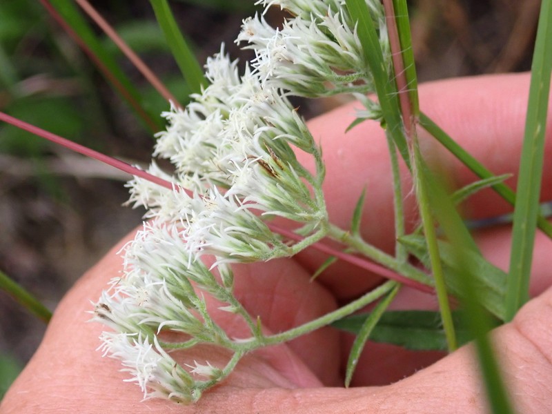 Eupatorium fernaldii