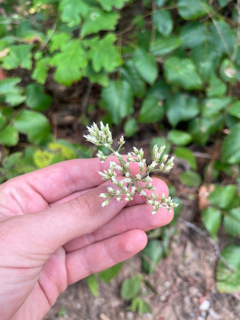 Eupatorium fernaldii photo 2