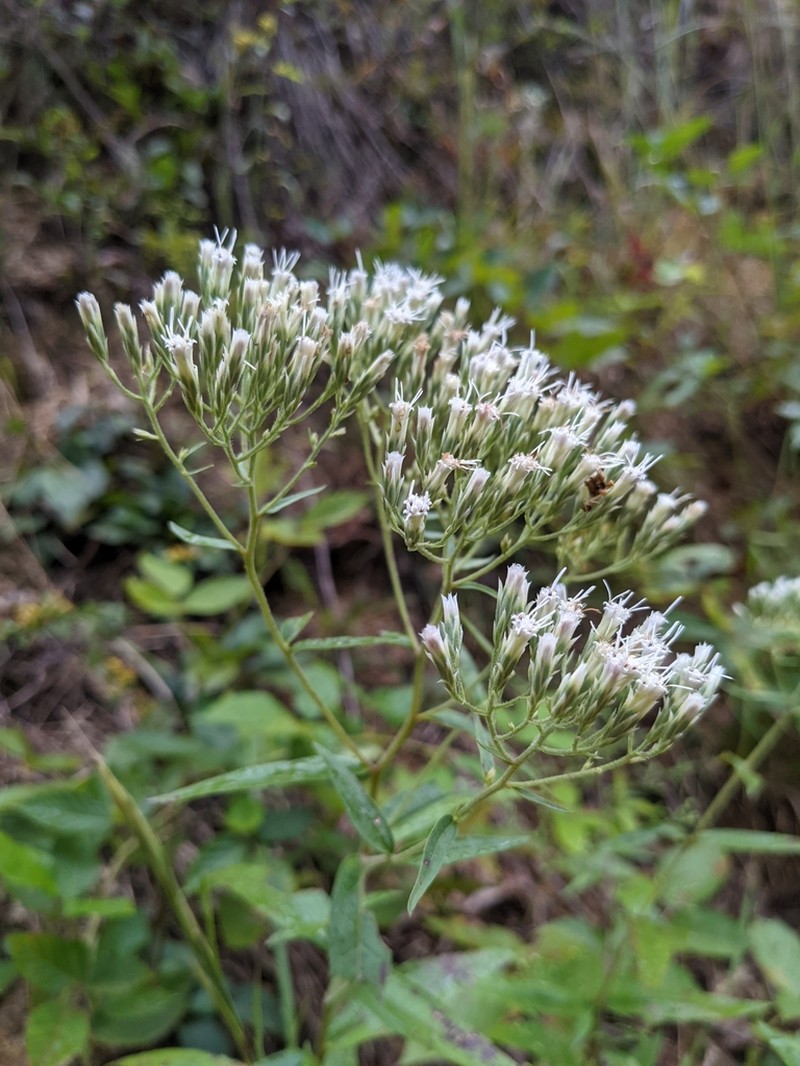 Eupatorium fernaldii photo 3