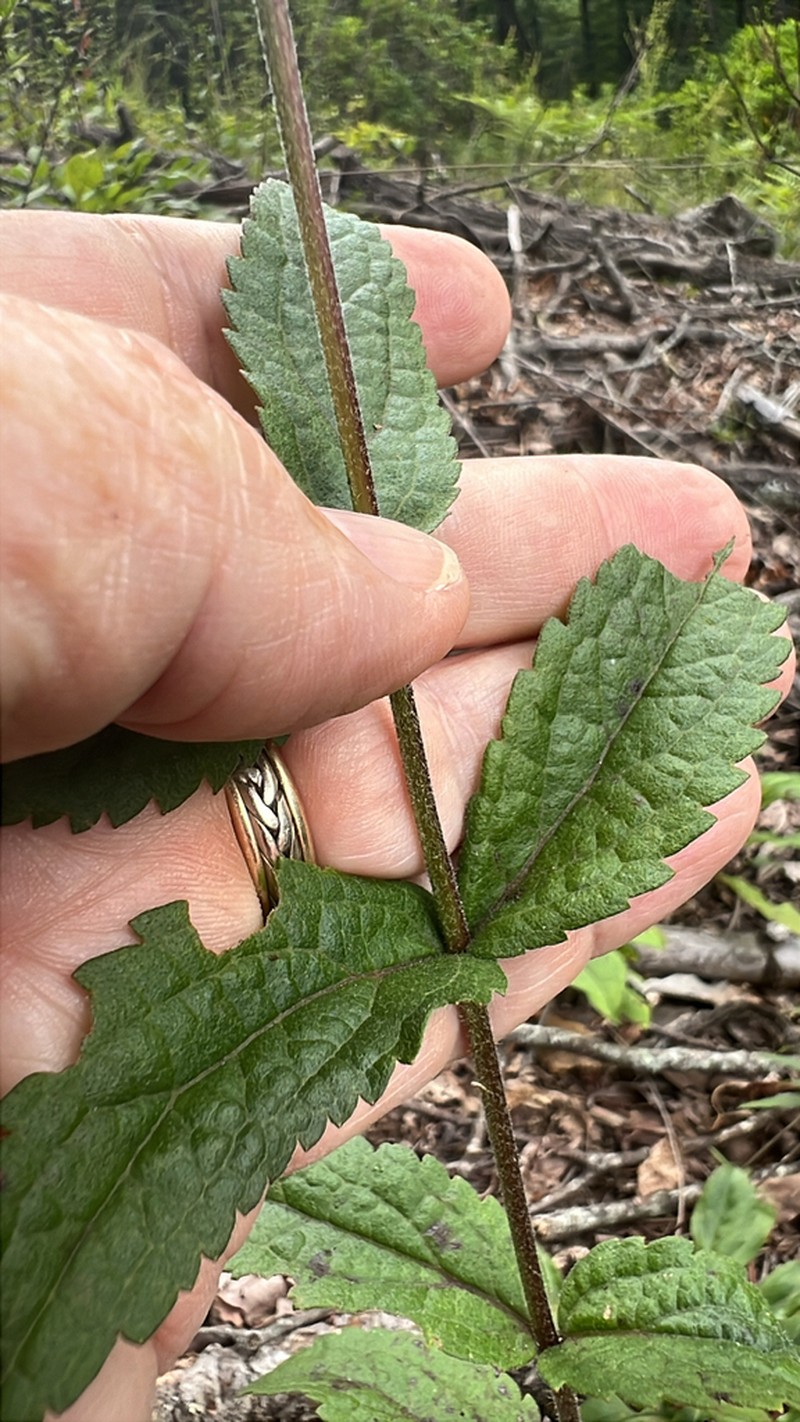 Eupatorium fernaldii photo 4