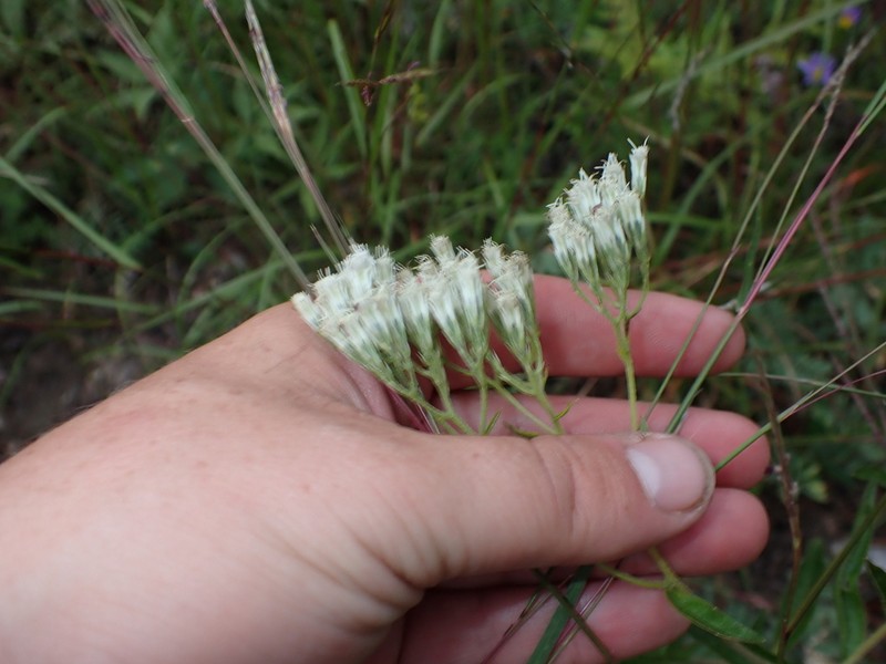 Eupatorium fernaldii photo 5