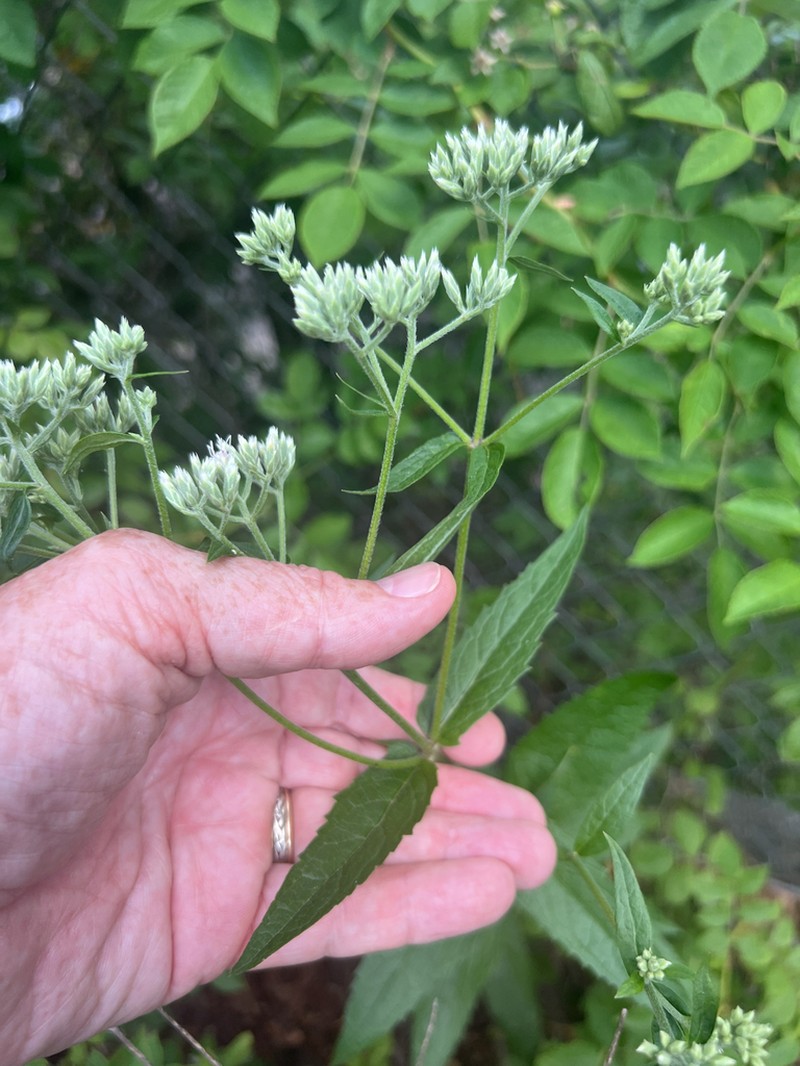 Eupatorium fernaldii photo 6