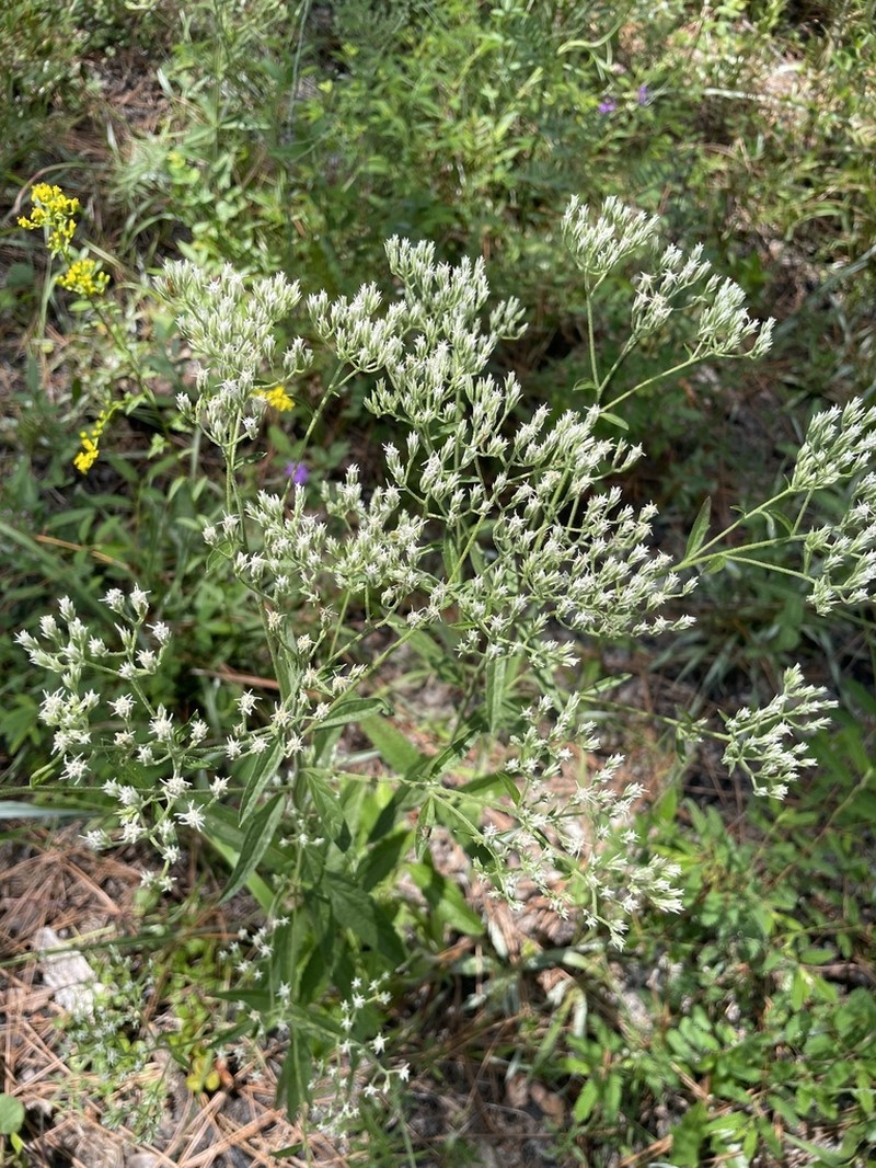 Eupatorium fernaldii photo 7