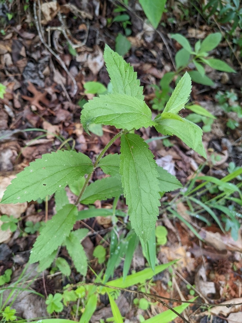 Eupatorium fernaldii photo 8
