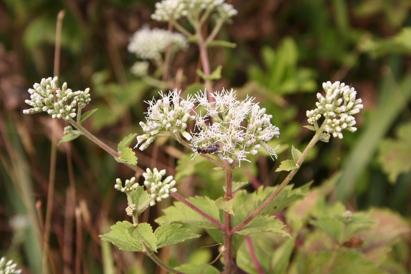 Eupatorium formosanum