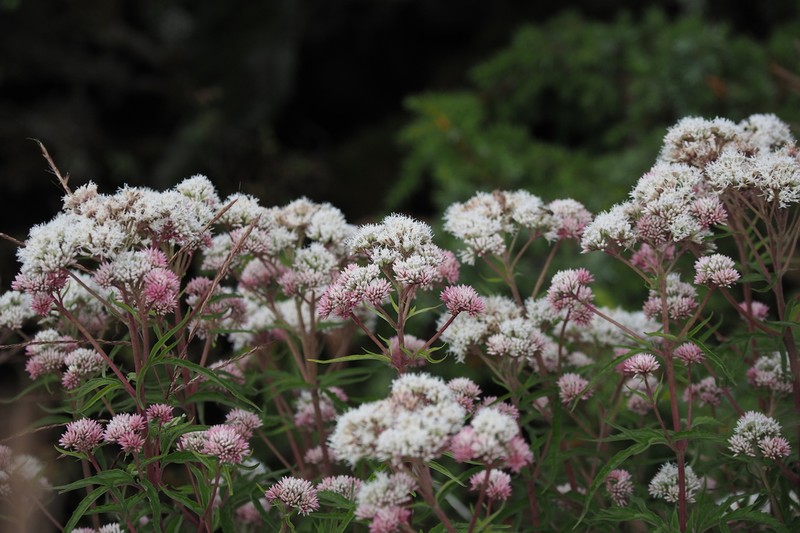 Eupatorium formosanum photo 3