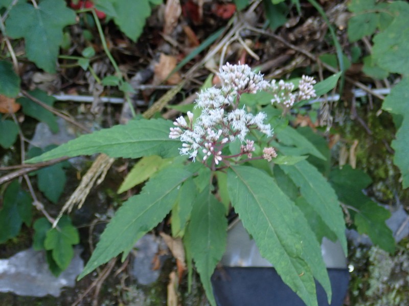Eupatorium formosanum photo 4