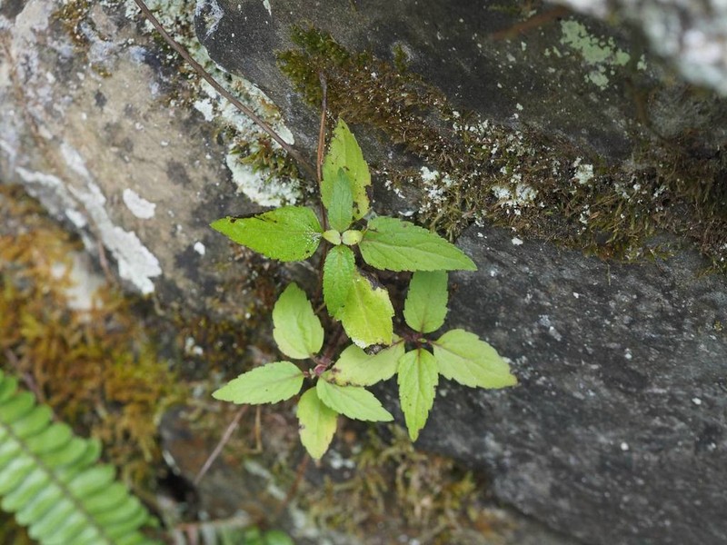 Eupatorium formosanum photo 6