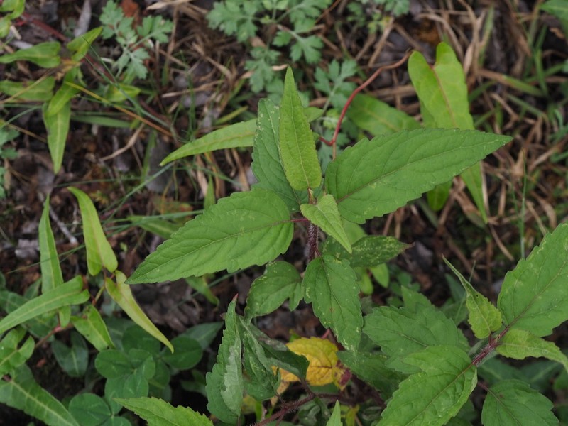 Eupatorium formosanum photo 7