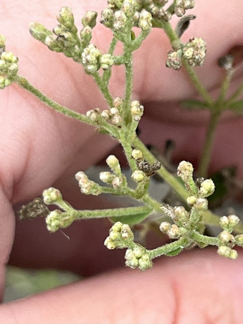 Waxy Thoroughwort