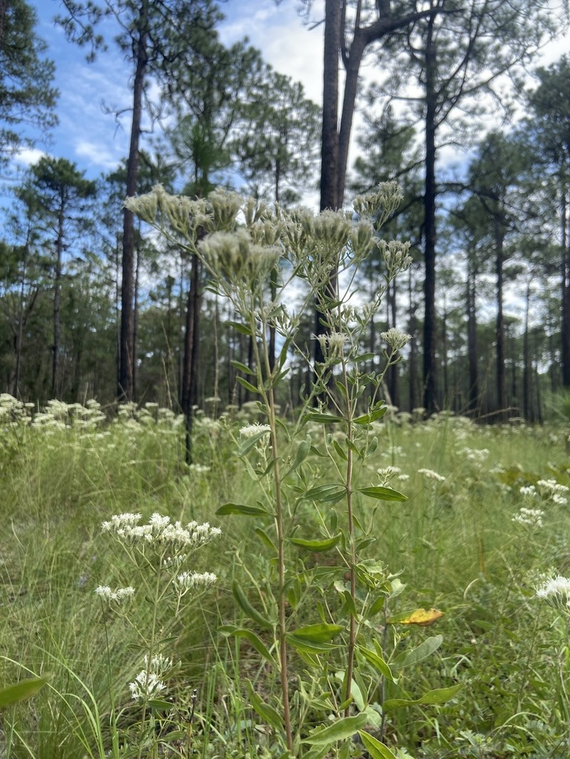 Waxy Thoroughwort photo 2