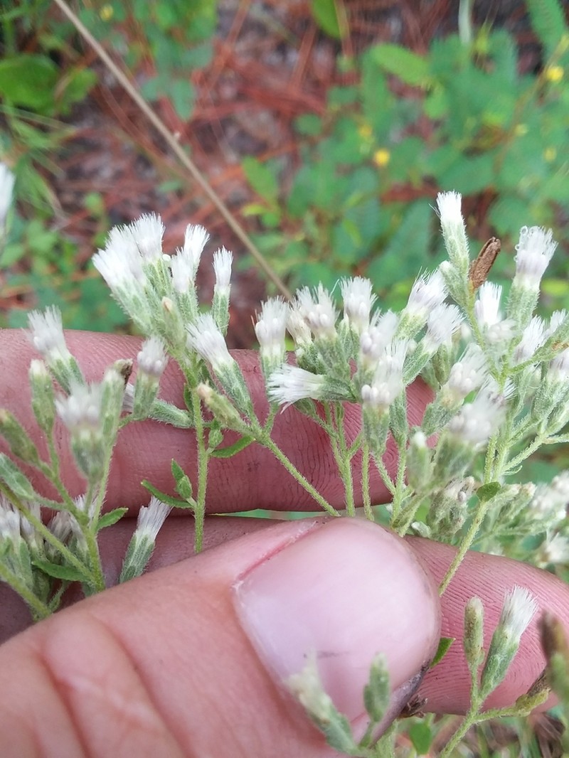 Waxy Thoroughwort photo 3