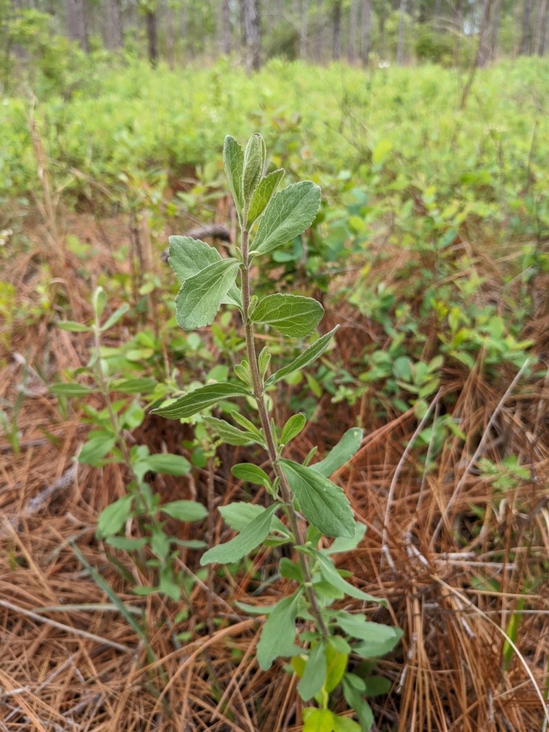 Waxy Thoroughwort photo 4