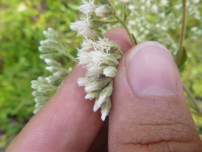Waxy Thoroughwort photo 5