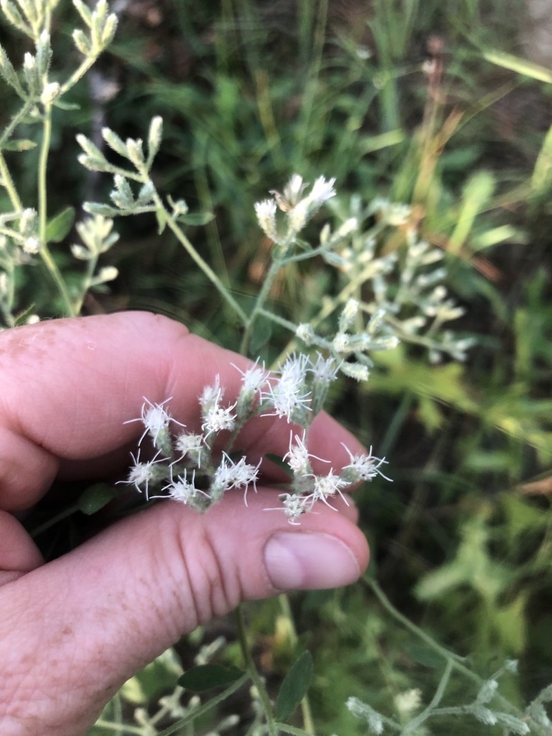 Waxy Thoroughwort photo 6