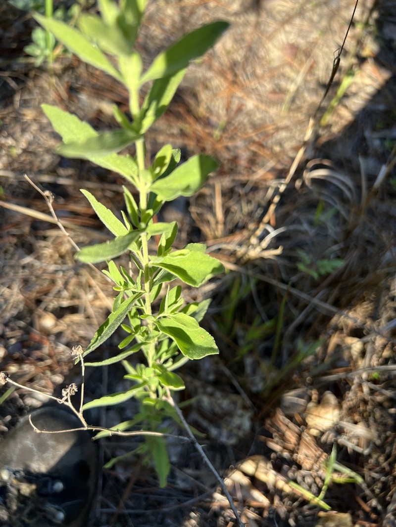 Waxy Thoroughwort photo 7