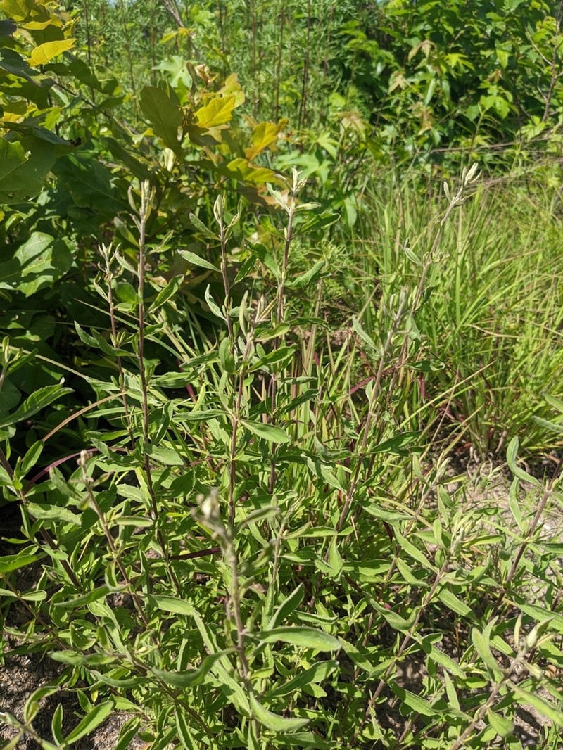 Waxy Thoroughwort photo 8