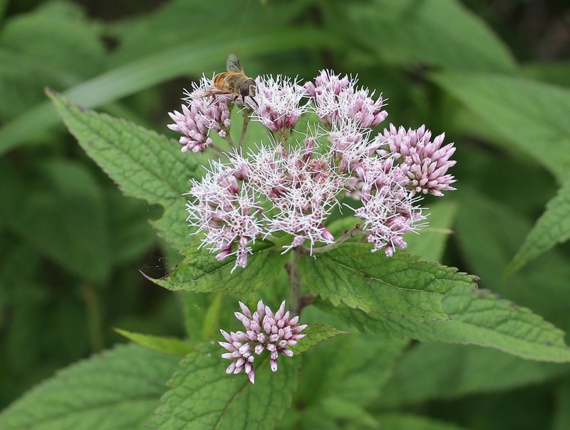 Eupatorium glehnii