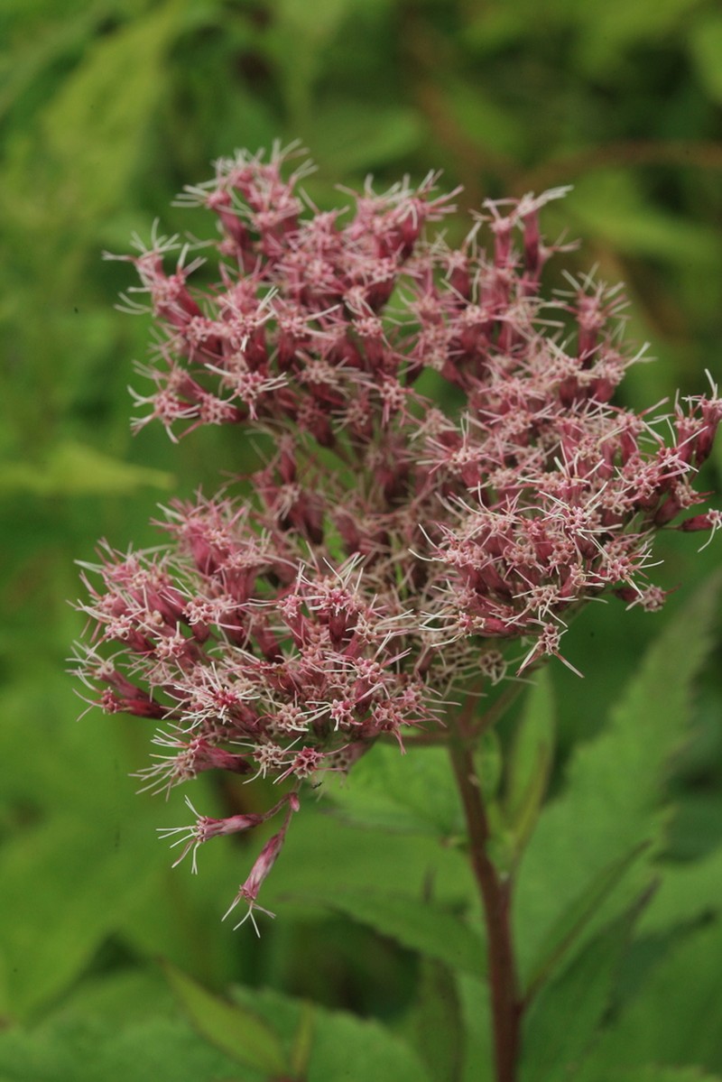 Eupatorium glehnii photo 2