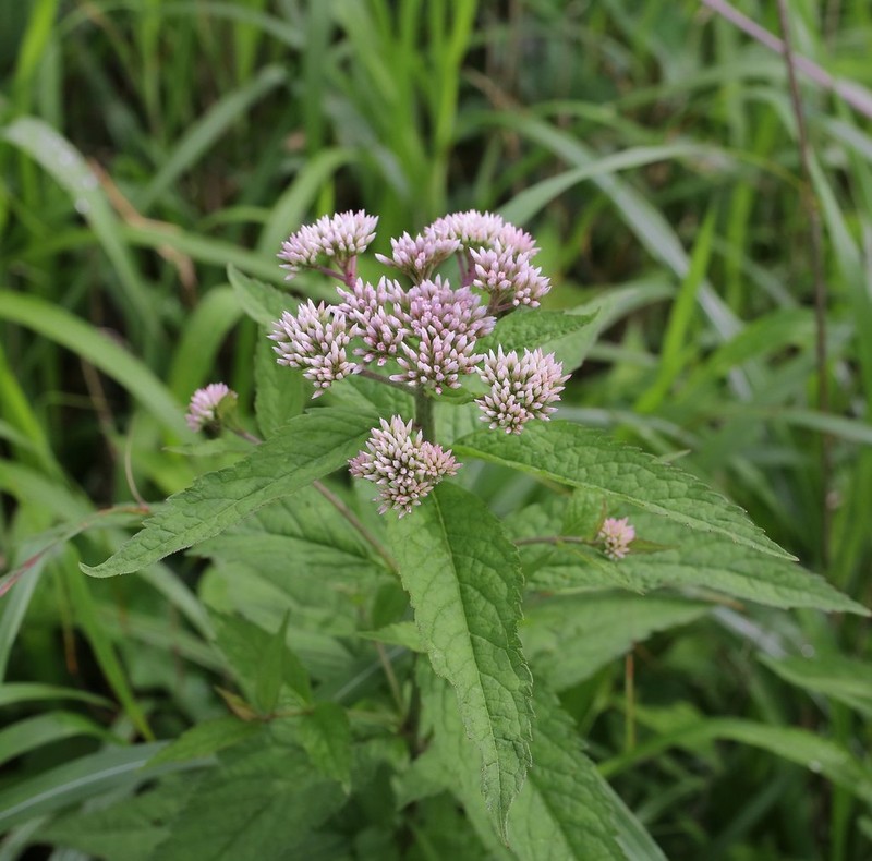Eupatorium glehnii photo 3