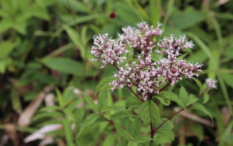 Eupatorium glehnii photo 4