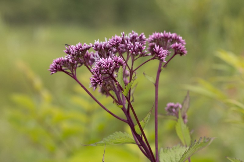 Eupatorium glehnii photo 5